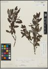 Foto von Salix appendiculata Vill. x Salix eleagnos Scop.